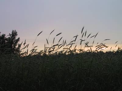 Photo 1020825-1121